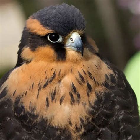 aplmodgo|aplomado falcon diet.